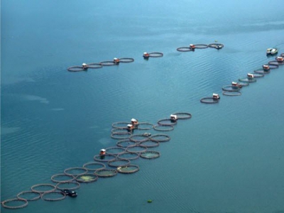 Startup tech companies promise to further expand Indonesian aquaculture