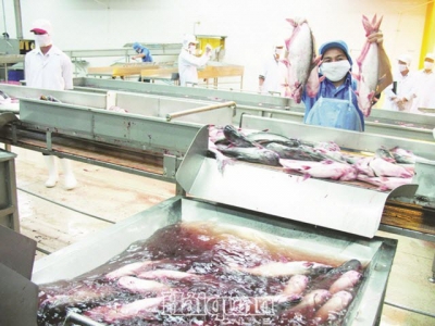 Pangasius prices plunge with export challenges