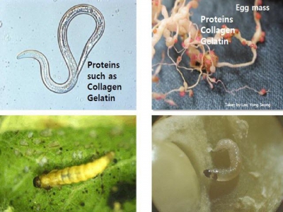Phòng chống côn trùng gây hại bằng vi sinh vật phân giải Gelatin và Chitin