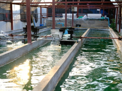 Algae meals may provide fishmeal, oil replacements for carnivorous fish
