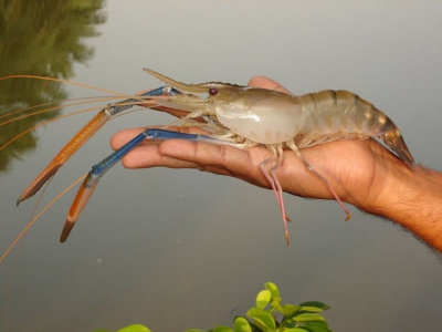 Harvest method, live freshwater shrimp key to Sino Agros model