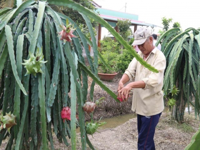 Tiền Giang continues to expand fruit growing area