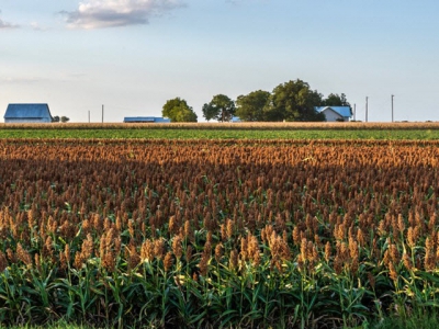 Mexico: Evaluating sorghum varieties for use in pig rations