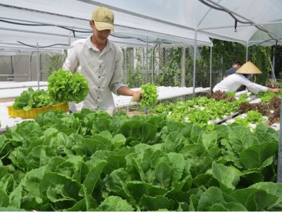 Đà Lạt vegetable prices shoot up, HCM City suffers collateral damage