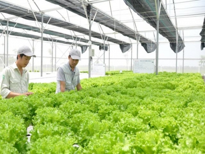 Ho Chi Minh City expands high-tech agricultural crops, breeds
