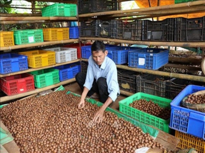 Retired soldier gets rich from macadamia trees