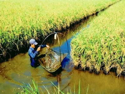 Phân bón phù hợp vùng lúa tôm