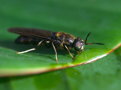 Buggin out: Tapping the potential of insect meal in aquaculture