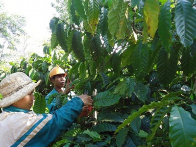 PPP model effective for sustainable coffee production in Dak Lak province