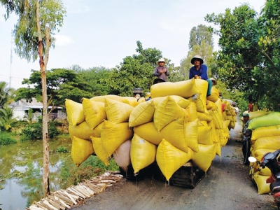 Gạo Việt xuất khẩu mạnh nhờ chất lượng tăng