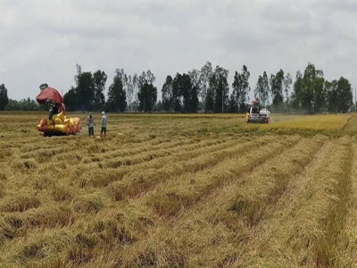 Bạc Liêu expands cultivation of worlds best rice varieties