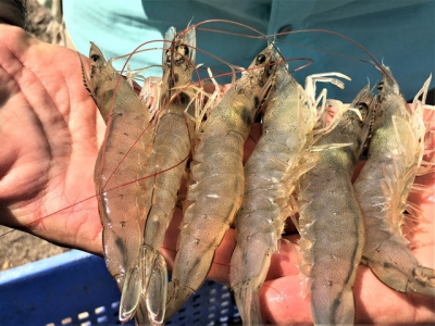 In vitro protein digestibility of a microbial-enhanced protein for juvenile white shrimp