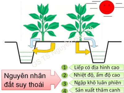 Cải tạo đất liếp vườn cây ăn trái