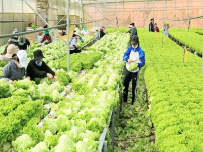 Purchasing power of Da Lat fruits and vegetables shows good signs after setback