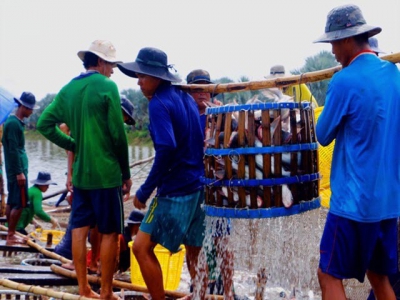 Vietnams catfish industry experiencing tough days, no improvement expected this year