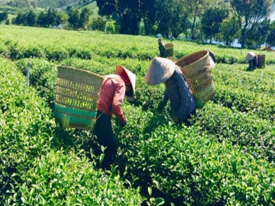 Tea exports enjoy robust growth despite COVID-19 threat