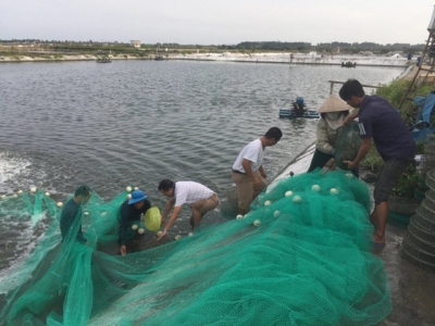 Hi-tech shrimp farming booms in Quang Ninh