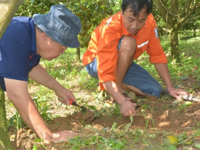 Launching plan for integrated plant health management