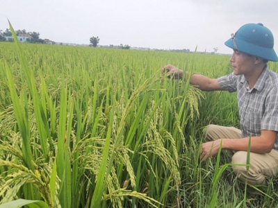 Firm wins big from model of organic rice, shrimp and crab growing