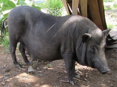 22 Vietnamese local pig breeds - Part 2