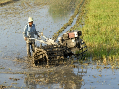 Whats new on the autumn-winter rice crop in River Delta?