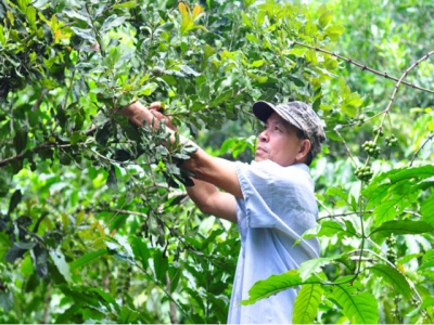 Macadamia intercropping, solution for coffee trees during difficult period