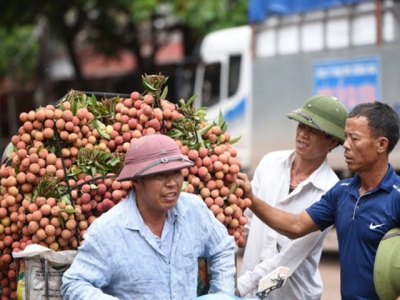 Bac Giang focuses on exporting Thieu lychee to China