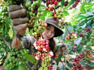 Vietnam to increase domestic coffee consumption