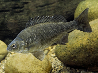 Diseases of the Australian Freshwater Fish Silver Perch (Bidyanus bidyanus) - Part 5