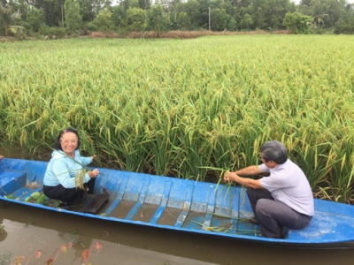 Lai Thom 6 - Vietnams high quality hybrid rice