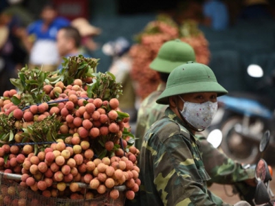 Vietnamese Thieu lychee exported to 20 countries