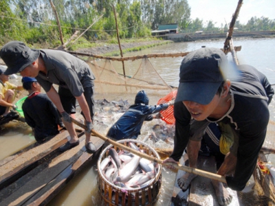 Mekong Delta provinces develop zones specialising in tra fish for exports