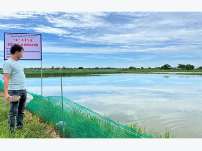Hướng đi mới từ nuôi cá ngạnh của nông dân Quảng Trị