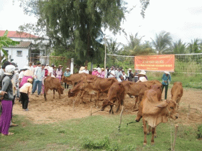 Những Con Bò Xóa Nghèo Từ Dự Án Heifer Ở Bến Tre