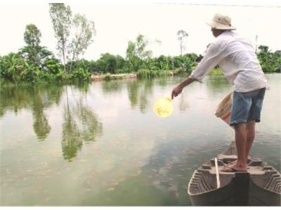 Khá Lên Nhờ Nuôi Cá Giống