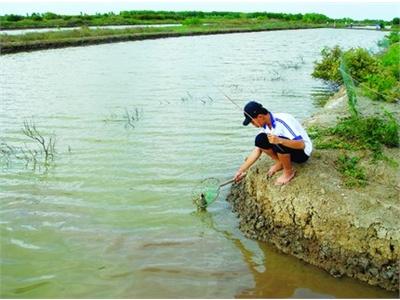 Mô Hình Nuôi Cua Xanh Xen Vụ Nuôi Tôm Sú Ở Xã Hoằng Châu (Thanh Hóa)