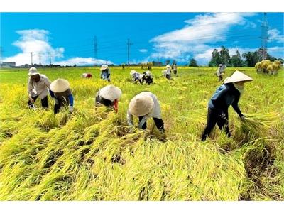 Phòng Trừ Bệnh Lem Lép Hại Lúa