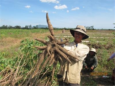 Kỹ Thuật Trồng Và Chăm Sóc Sắn KM94