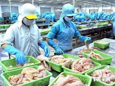 Nga Không Tiếp Nhận 25 Tấn Cá Basa Đông Lạnh Của Việt Nam