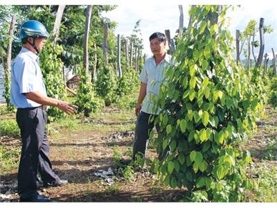 Nam Xuân, Nông Dân Mạnh Dạn Thay Đổi Tư Duy Làm Ăn