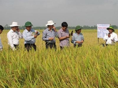 Một Năm Sản Xuất Nông Nghiệp Đạt Năng Suất, Sản Lượng Cao Nhất