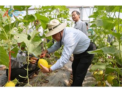 An Phú (An Giang) Nhân Rộng Mô Hình Sản Xuất Rau Màu Trong Nhà Lưới