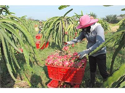 Thanh Long Bình Thuận Mở Rộng Thị Trường Tiêu Thụ Trong Nước