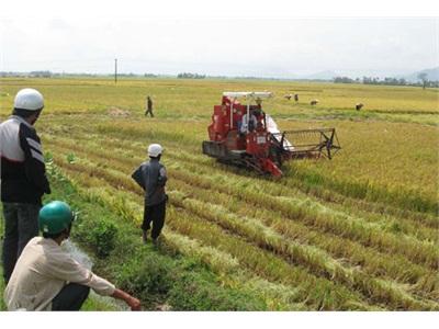 Giải Pháp Mang Lại Hiệu Quả Cho Người Trồng Lúa