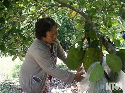 Ngọt Ngào Hương Vị Mít Ninh Sơn (Ninh Thuận)