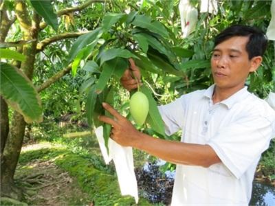 Tân Thuận Đông Phát Triển Mô Hình Xoài Bao Trái Sạch, An Toàn