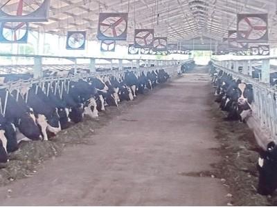 Phát triển chăn nuôi bò sữa bước đột phá của ngành chăn nuôi