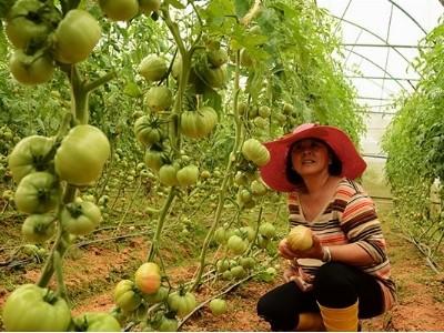 Thực hiện Dự án Nâng cao năng suất, chất lượng cà chua tại Lâm Đồng