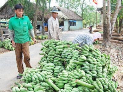 Doanh nghiệp săn chuối làm hàng Tết nông dân mừng rơn vì được giá