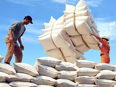 Giá gạo tăng do xuất khẩu thuận lợi